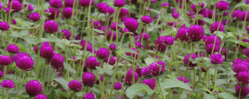 千日紅如何過(guò)冬天