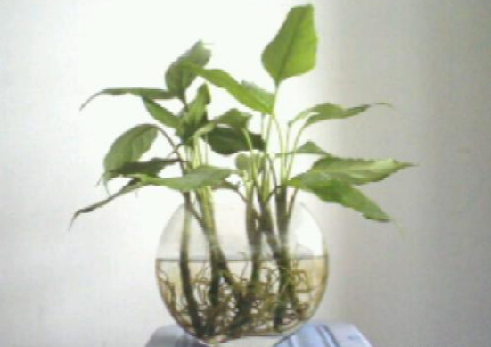 水培萬年青的養(yǎng)殖方法和注意事項(xiàng)，學(xué)會(huì)以下三個(gè)步驟即可