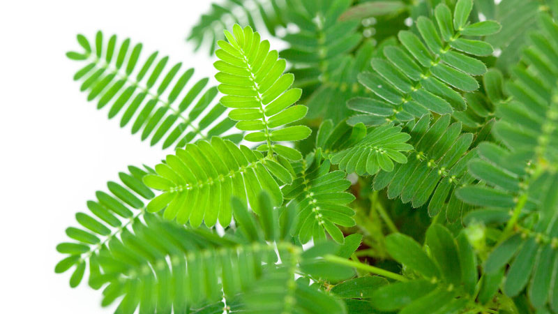 含羞草的養(yǎng)殖方法和注意事項(xiàng)