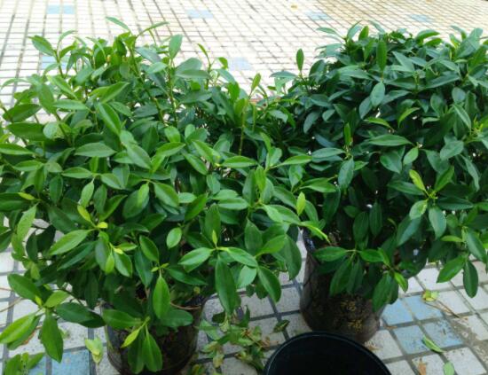 平安樹適合放客廳嗎，凈化空氣、招財生旺