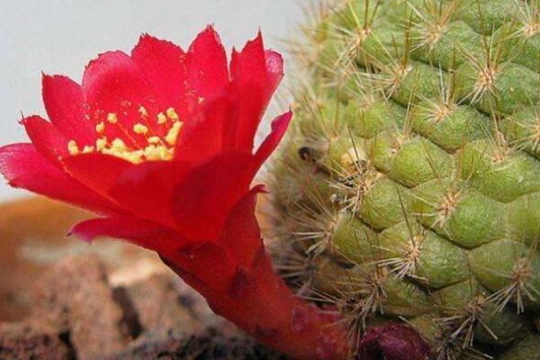 仙人球開(kāi)花后要剪掉嗎