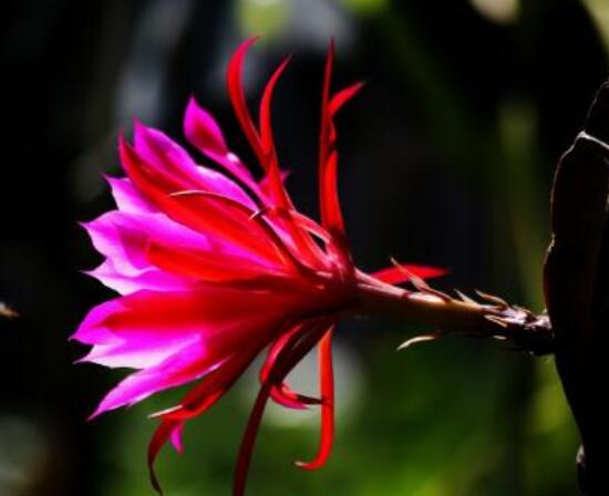 曇花的病蟲害及其防治，詳解四種病蟲害防治大全