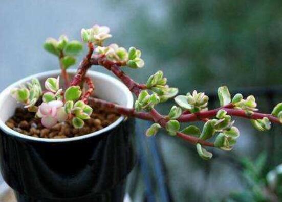 雅樂(lè)之舞的養(yǎng)殖方法和注意事項(xiàng)，老農(nóng)總結(jié)最實(shí)用八大養(yǎng)殖方法