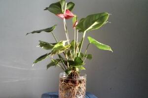 萬年青可以水養(yǎng)嗎，水培萬年青的養(yǎng)殖方法和注意事項(xiàng)