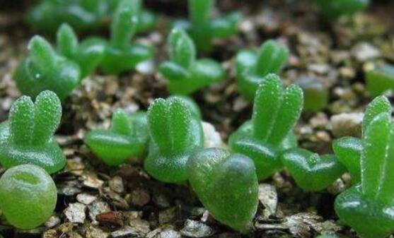 碧光環(huán)種植方法，擇健康種子、保水保肥土壤/淺盆為主