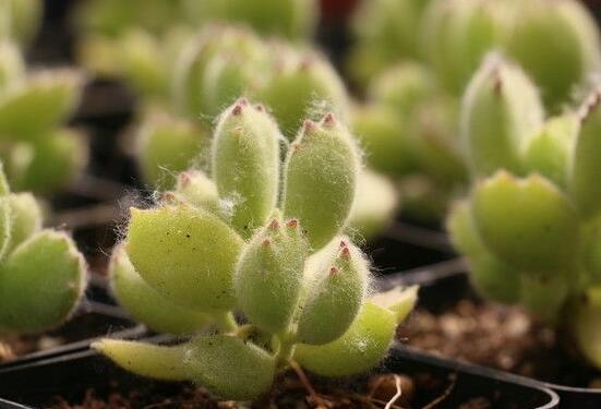 熊童子葉斑病怎么辦，及時(shí)摘除病葉、噴灑藥物治療