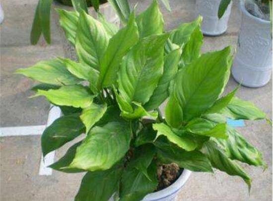 萬年青根發(fā)爛什么原因，萬年青爛根怎么辦