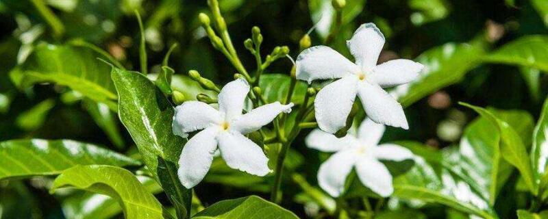 風(fēng)車茉莉怎么過冬