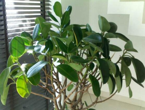 橡皮樹的擺放位置，教你四個擺放好地方(客廳/大廳/書房/辦公室)