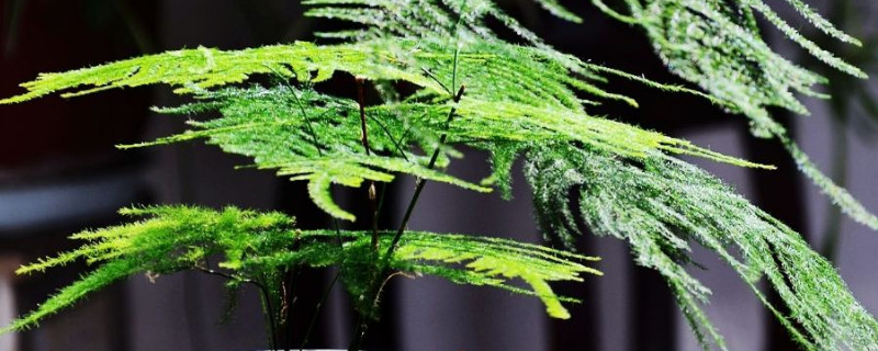 怎樣使文竹多萌新發(fā)芽