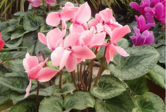 仙客來葉子蔫了怎么辦，主要由最直觀三種原因?qū)е? data-nFq4=