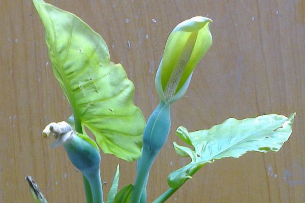 如何讓滴水觀音發(fā)側(cè)芽