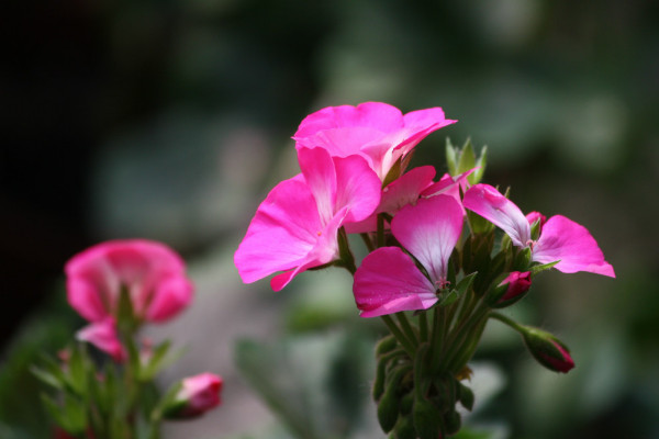 石臘紅怎么養(yǎng)，不可接受強(qiáng)度過(guò)高的光照滋養(yǎng)