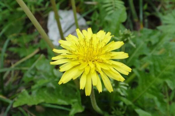蒲公英的種植方法及注意事項，在每年6月采摘種子
