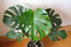 龜背竹禁忌擺放位置，三個(gè)位置不宜擺放