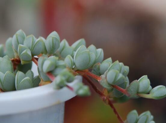 碧玉蓮葉子發(fā)黃變軟怎么辦，教你四種原因以及解決辦法