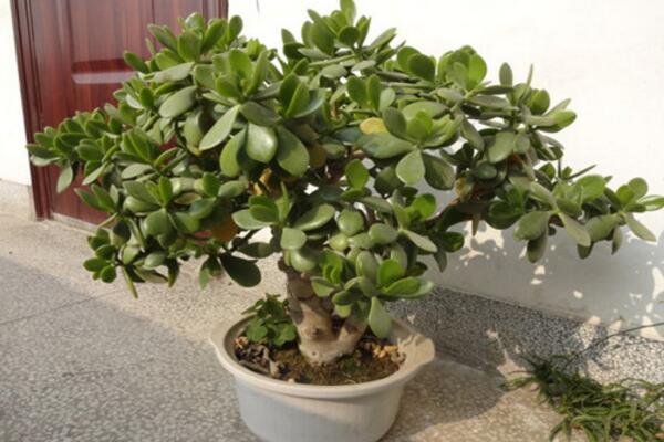 燕子掌為什么會(huì)掉葉子，燕子掌掉葉子的原因分析