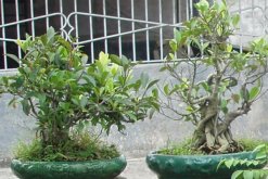 榕樹(shù)盆景的澆水技巧，澆水原則以及澆水方法