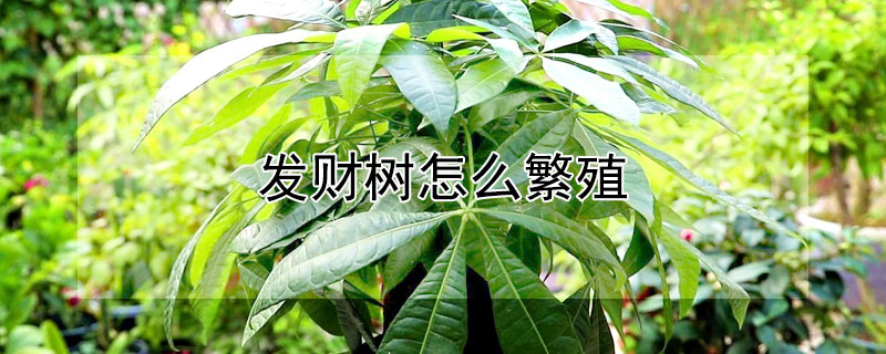 發(fā)財(cái)樹怎么繁殖