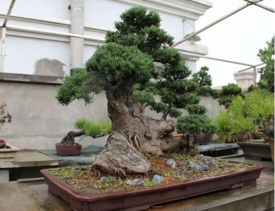 羅漢松能種大門兩邊嗎，可以/趨吉避兇、辟邪化煞