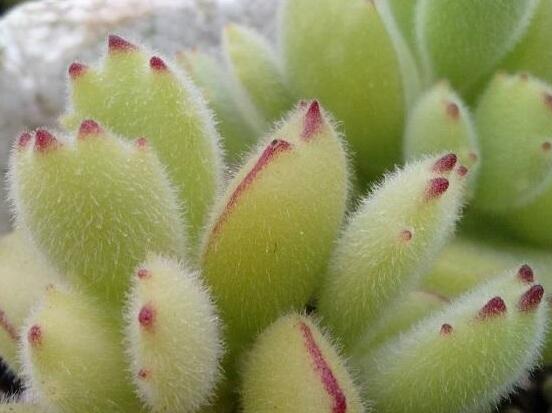 熊童子怎么度夏，做好遮陰通風(fēng)、保持微濕潤(rùn)環(huán)境