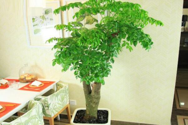 幸福樹掉葉子怎么辦，可以通過以下4步進(jìn)行補(bǔ)救