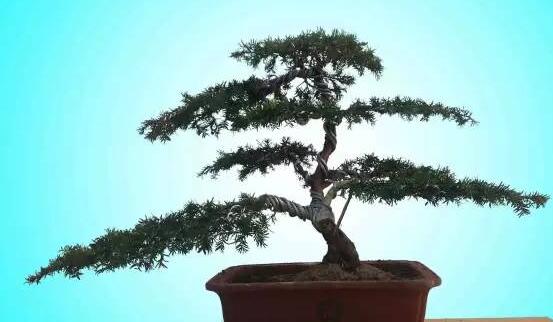 紅豆杉可以種庭院嗎，可以/幸福安康，家庭和睦