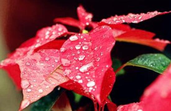 一品紅冬季怎么養(yǎng)，做好五個要點便可安然過冬