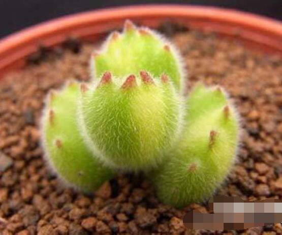 熊童子葉斑病怎么辦，及時(shí)摘除病葉、噴灑藥物治療