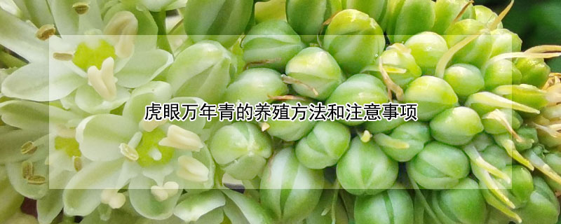 虎眼萬(wàn)年青的養(yǎng)殖方法和注意事項(xiàng)