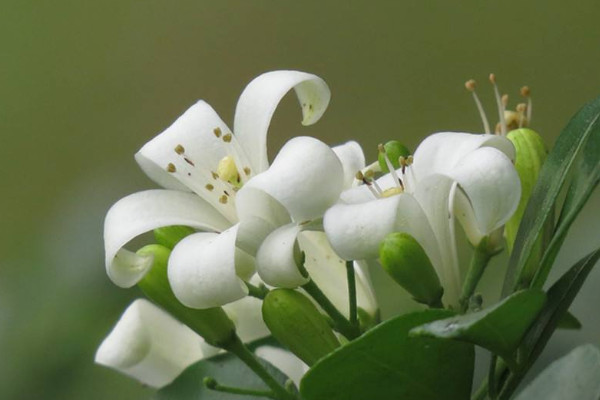 九里香的養(yǎng)殖方法花期