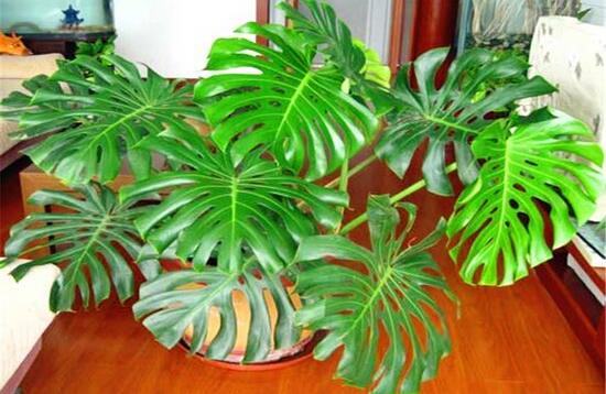 龜背竹晚上放臥室嗎，可以/凈化空氣、添福加壽、有利健康