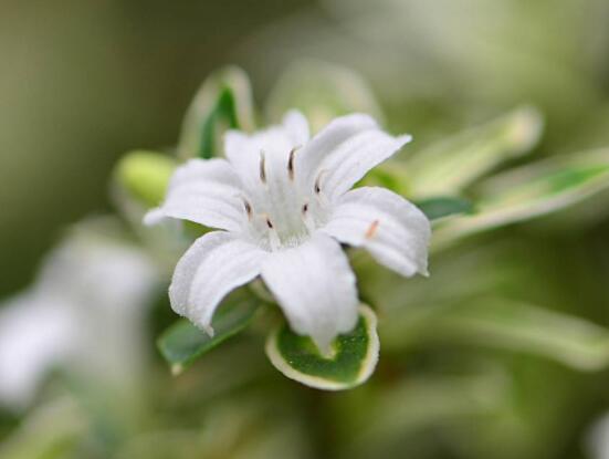 六月雪哪個(gè)品種最貴，屬金邊六月雪當(dāng)之無愧