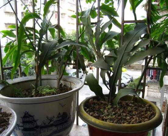 曇花扦插方法圖解，擇兩年生20-30厘米插蕙、扦插土壤深度1/3