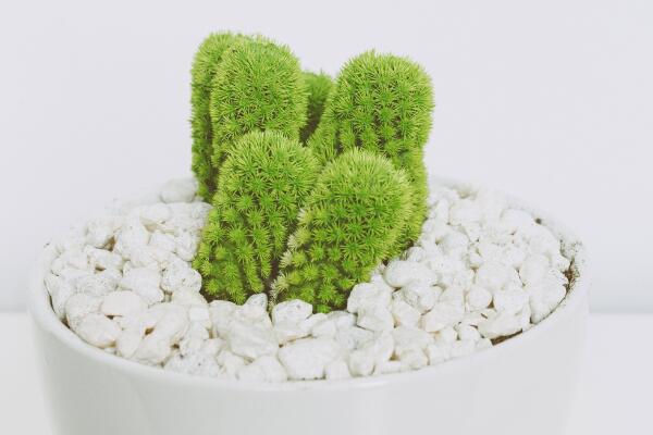 仙人掌去甲醛嗎，去甲醛效果一般，主要能力是吸收輻射