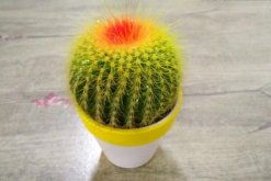 仙人球爛根的原因，以下4種情況都會(huì)導(dǎo)致仙人球爛根