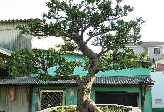 羅漢松怎么修剪，羅漢松修剪方法