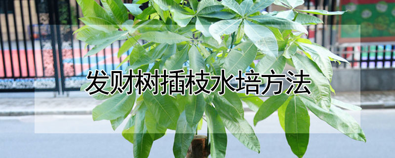 發(fā)財(cái)樹插枝水培方法