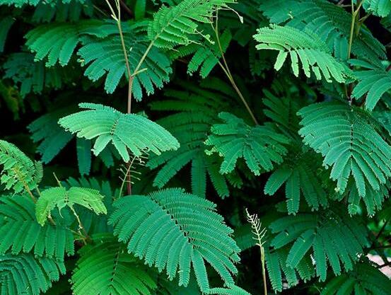 含羞草怎么養(yǎng)活，做好五個(gè)要點(diǎn)存活率百分百