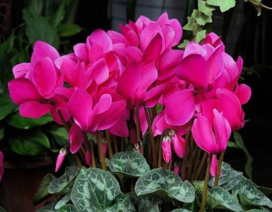 仙客來休眠多長時間，不同環(huán)境不同休眠期(夏季)