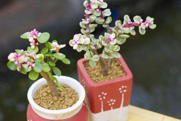 雅樂之舞好養(yǎng)殖嗎，5步教你養(yǎng)好雅樂之舞