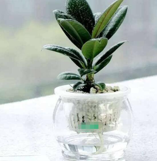 橡皮樹泡水幾天生根，最快半個(gè)月時(shí)間生長出根