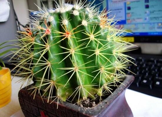 仙人球用什么土養(yǎng)好，兩份壤土兩份腐葉土三份粗沙進(jìn)行配置