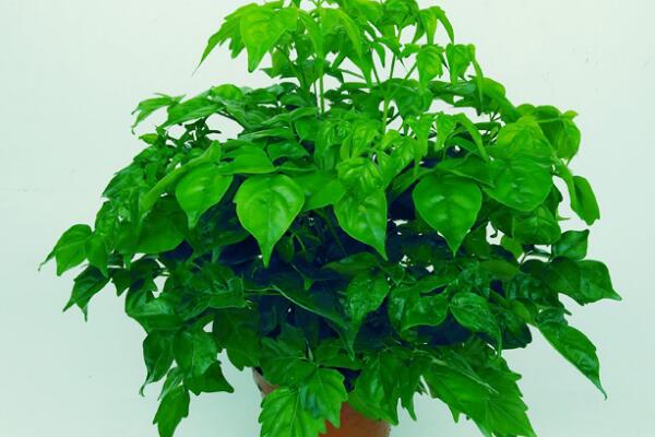 平安樹有什么作用，可凈化空氣/入藥治病