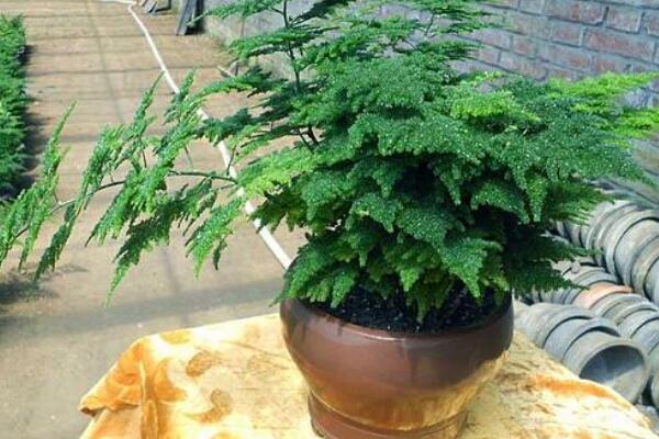 為什么文竹不開(kāi)花