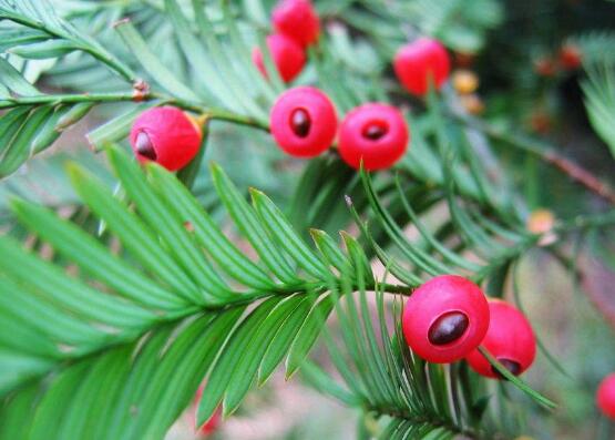 紅豆杉干枯后急救方法，教你四種方法輕松解決