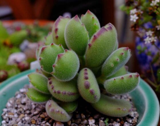 熊童子有毒嗎，無(wú)毒/驅(qū)除蚊蟲(chóng)、美化環(huán)境