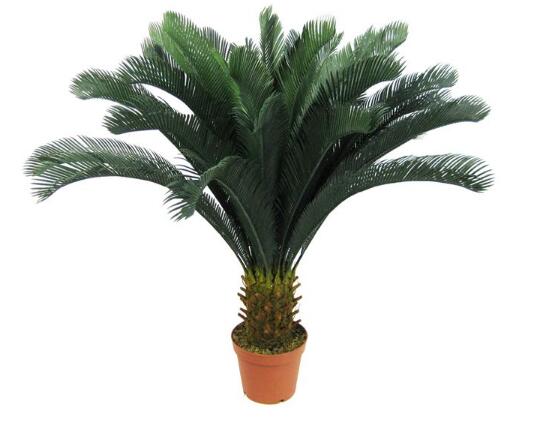 鐵樹有哪些病蟲害，鐵樹病蟲害防治