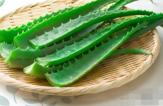 蘆薈的功效，美容養(yǎng)顏、防御病菌、減肥止痛