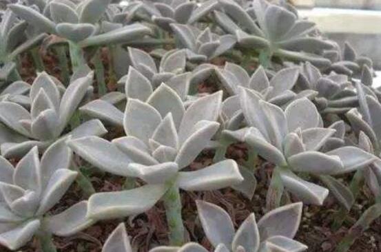 寶石花怎么養(yǎng)，老農(nóng)總結(jié)六大基本養(yǎng)殖方法